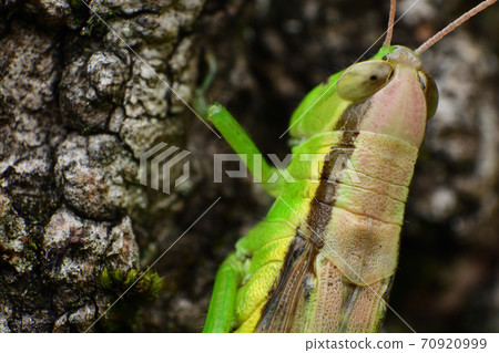 Hanenagayinago 70920999