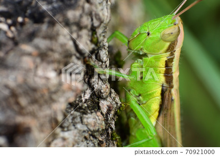 Hanenagayinago 70921000