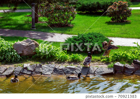 after swimming in the pond ducks go on land to stroll through the landscape design of the park. after swimming in the pond ducks go on land to stroll through the landscape design of the park. 70921383