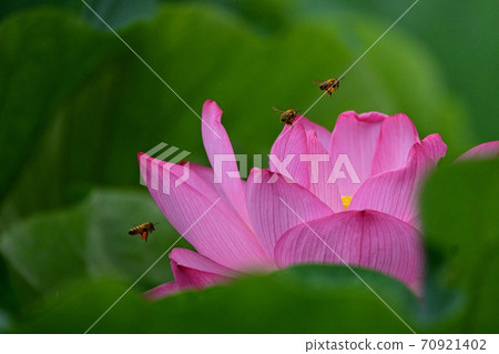 Lotus flowers and honey bees 70921402