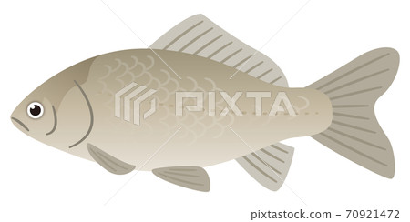 Illustration of crucian carp 70921472