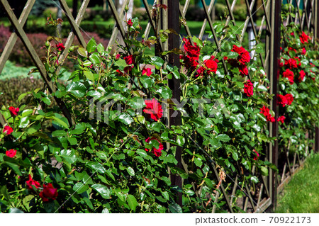 Bush roses on a wooden fence close up side view in perspective on a sunny day. Bush roses on a wooden fence close up side view in perspective on a sunny day. 70922173