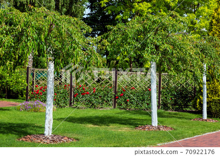 Garden with planted young whitewashed trees in the background a rose garden with rose bushes on a wooden fence, a backyard with green plants and blossoms on a sunny day. Garden with planted young whitewashed trees in the background a rose garden with rose bushes on a wooden fence, a backyard with green plants and blossoms on a sunny day. 70922176