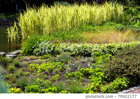 flower bed with small plants and in the background reeds in the pond. flower bed with small plants and in the background reeds in the pond. 70922177