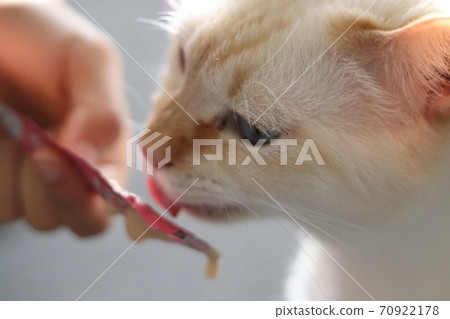 貓吃食物的 貓吃食物的 70922178