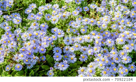 Autumn flowers on the Homi Peninsula 70922184