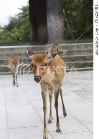 Todaiji Namdaemun front deer Todaiji Namdaemun front deer 70922481