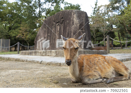 世界遺產東大寺石碑和鹿 70922501