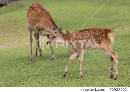 Tobihino fawn Tobihino fawn 70922502