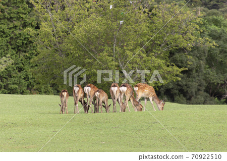 Deer butt row 70922510