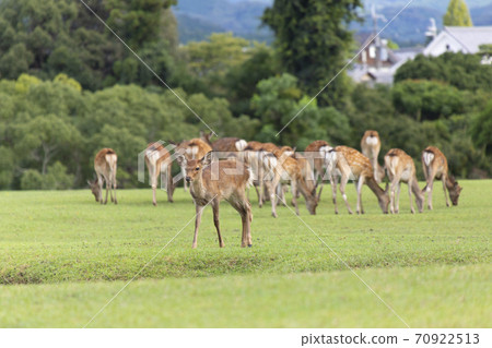 Deer of Nara Park Ekiden Deer of Nara Park Ekiden 70922513