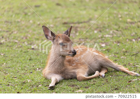 Fawn sitting on the grass Fawn sitting on the grass 70922515