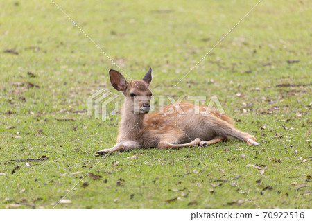 Fawn sitting on the grass 70922516