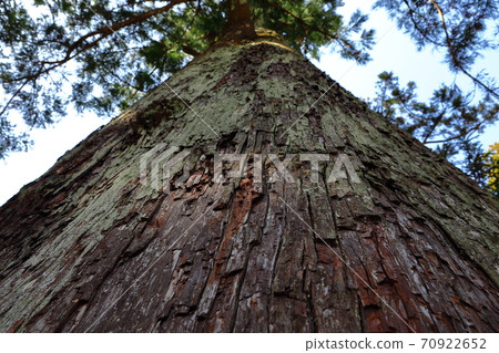 Shinboku of Ise Jingu 70922652