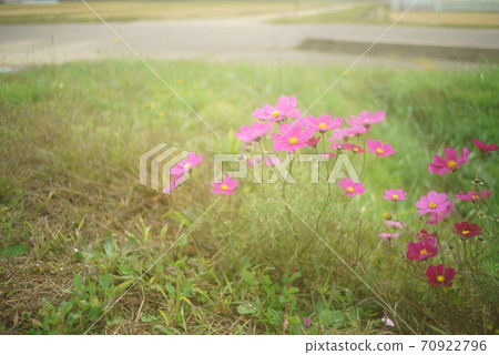 Cosmos blooming at your feet ② Cosmos blooming at your feet ② 70922796