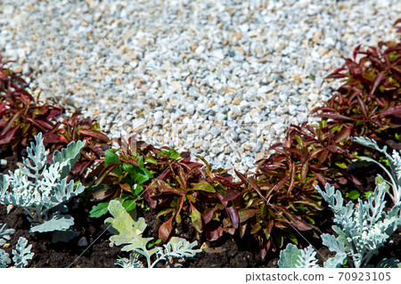Close-up of deciduous plants flower beds, sharpness on a plant in the background in bokeh mulching pebbles. Close-up of deciduous plants flower beds, sharpness on a plant in the background in bokeh mulching pebbles. 70923105