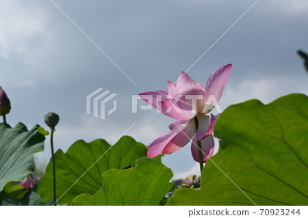 蓮花直伸向天空 蓮花直伸向天空 70923244
