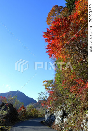 不明飛行物線多彩的秋天的樹葉(高知縣市道賓格森線) 不明飛行物線多彩的秋天的樹葉(高知縣市道賓格森線) 70923280