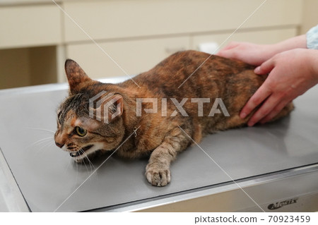 My beloved cat is an annual vaccination, but after all it is scary and hardens 70923459