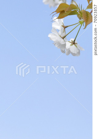 Aozora和Sakura 70923857