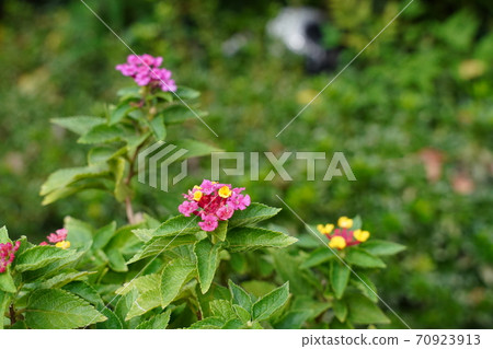 A lot of cute pink flowers bloomed in a small lantana pot in the garden A lot of cute pink flowers bloomed in a small lantana pot in the garden 70923913