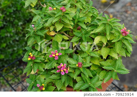 A lot of cute pink flowers bloomed in a small lantana pot in the garden A lot of cute pink flowers bloomed in a small lantana pot in the garden 70923914