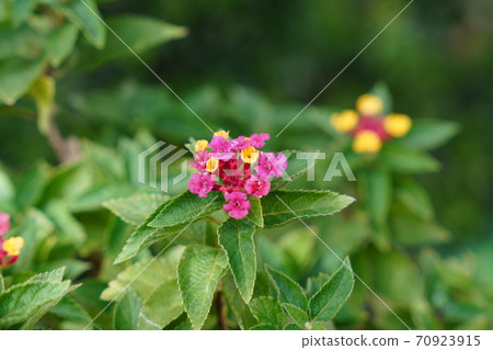 A lot of cute pink flowers bloomed in a small lantana pot in the garden A lot of cute pink flowers bloomed in a small lantana pot in the garden 70923915