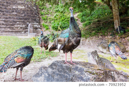 Turkey in Guatemala 70923952