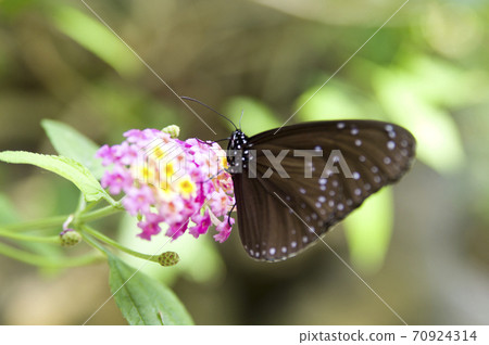 蝴蝶正在吮吸馬Lan丹花的蜂蜜。這只蝴蝶的名字叫Tsumurasaki Madara。 70924314