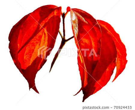 Autumn leaves: Cutout material 70924433