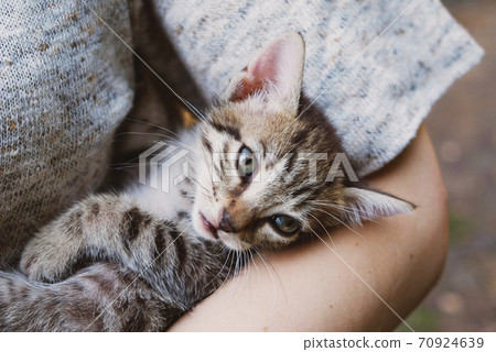 Female tabby hot sale kitten