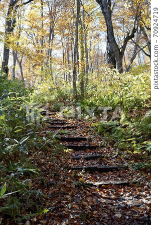 Promenade in the forest Promenade in the forest 70924719