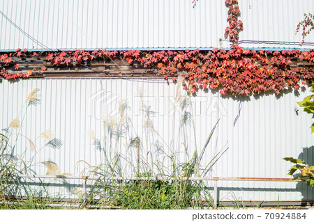 Red leaves peeking through the walls Red leaves peeking through the walls 70924884
