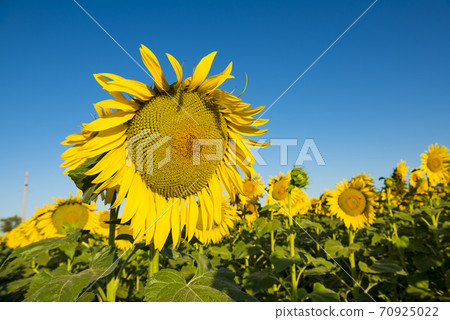 Sunflower cultivation.La Pampa Argentina 70925022