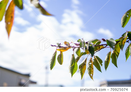 Autumn sky and cherry leaves Autumn sky and cherry leaves 70925074