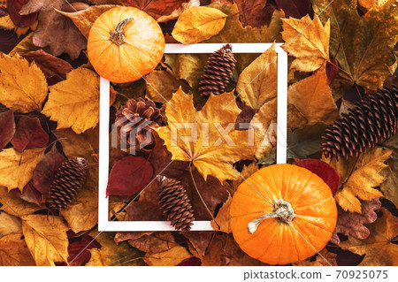 white square frame on autumn multicolored leaves white square frame on autumn multicolored leaves 70925075