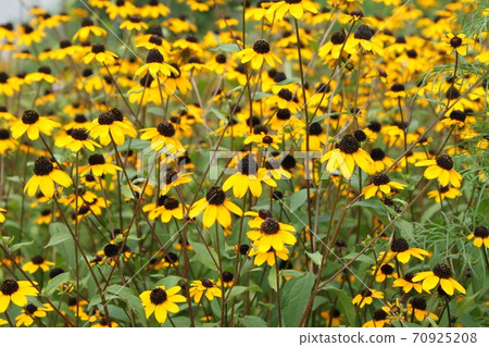 Rudobekia 70925208