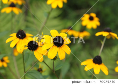 Rudobekia 70925210