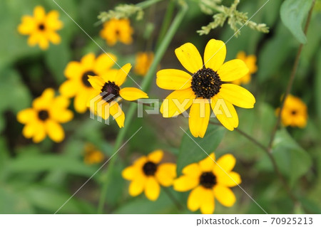 Rudobekia 70925213