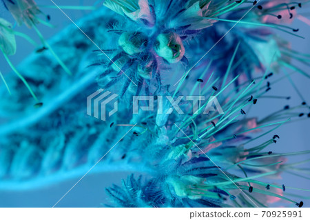 Beautiful flowers little in neon light. Minimalism retro style concept. 80s. Background pattern for design. Macro photography view. Beautiful flowers little in neon light. Minimalism retro style concept. 80s. Background pattern for design. Macro photography view. 70925991