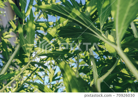 Beautiful growing summer nature background plant. Natural backcrgound pattern texture of design. 70926030