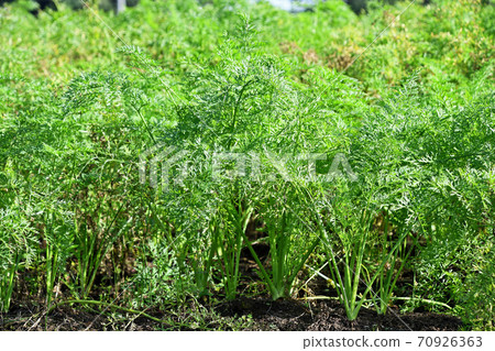 Carrot field 70926363
