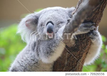 A cute koala that won't fall off the tree even if you sleep (Higashiyama Zoo and Botanical Garden, Nagoya City, Aichi Prefecture) 70926556