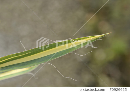 Variegated needle palm Color Guard 70926635