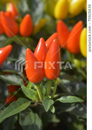 Red ornamental pepper 70926636