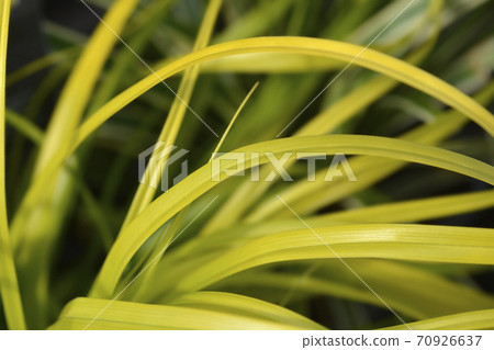 Japanese Sedge Everillo 70926637