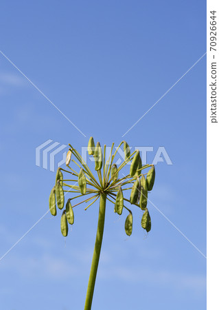 African Lily 70926644