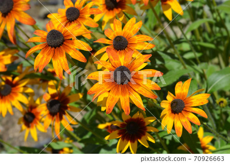 Tetra Gloriosa Daisy Tetra Gloriosa Daisy 70926663