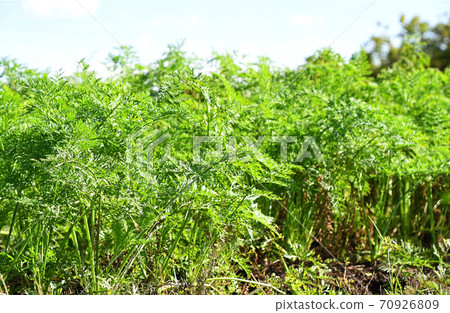 Carrot field 70926809