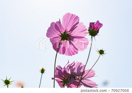 Pink cosmos and autumn sky 70927008